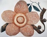 Rafflesia arnoldii produces the largest individual flower of any species in the world. But you might not want to get too close to it because it has 'a penetrating smell more repulsive than any buffalo carcass in an advanced stage of decomposition'.<br/><br/>

Illustration by Friederich AW Miquel [1863].