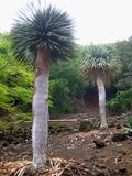 USA: Dracaena cinnabari (Dragon's Blood Tree of Socotra / Suqutra Island), Koko Crater Botanical Garden, Hawaii. Image taken by Daderot and released into the public domain in 2009.