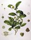 World: Camellia sinensis (Tea) from Köhler's Medizinal-Pflanzen (1887)