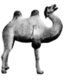 China: Clay model of a camel from Astana Cemetery, Turfan, Xinjiang