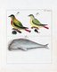 China: Images from the Swedish East India Company of 1746 - Birds and fish.