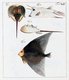 China: Images from the Swedish East India Company of 1746 - Horseshoe crab and fish.