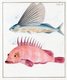 China: Images from the Swedish East India Company of 1746  - Types of fish.