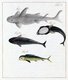 China: Images from the Swedish East India Company of 1746 - Types of fish.