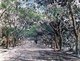 Thailand: The yang (rubber) tree-lined road from Chiang Mai to Lamphun in 1884