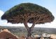 Yemen: Socotra Island (Suqutra Island), Dracaena cinnabari (Dragon's Blood Tree) on the Dixsam Plateau