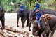 Thailand: Elephants stacking teak logs at the Thai Elephant Conservation Centre in Lampang, northern Thailand